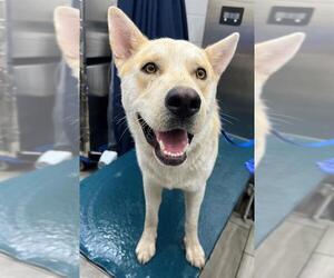 Huskies -Unknown Mix Dogs for adoption in Mobile, AL, USA