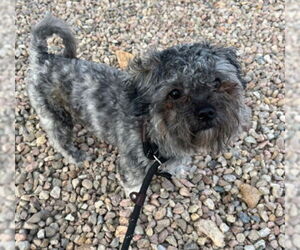 Chi-Poo (Toy) Dogs for adoption in Fort Collins, CO, USA