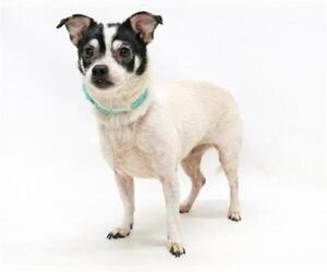 Chihuahua Dogs for adoption in Orlando, FL, USA