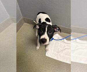American Pit Bull Terrier-Unknown Mix Dogs for adoption in Las Vegas, NV, USA