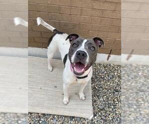 American Pit Bull Terrier-Unknown Mix Dogs for adoption in Fort Wayne, IN, USA
