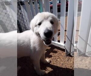 Great Pyrenees Dogs for adoption in Westminster, MD, USA