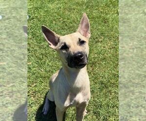 Labrador Retriever Dogs for adoption in Sugar Land, TX, USA