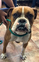 Boxer Dogs for adoption in Amarillo, TX, USA