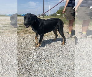 Medium Photo #1 Mutt Puppy For Sale in Pryor, OK, USA