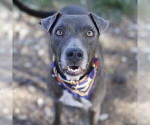 American Staffordshire Terrier-Unknown Mix Dogs for adoption in San Antonio, TX, USA