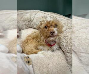 Shih Tzu-Unknown Mix Dogs for adoption in Boston, MA, USA