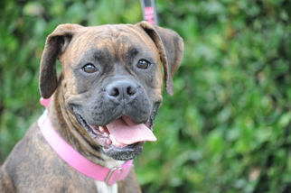 Boxer Dogs for adoption in Alameda, CA, USA