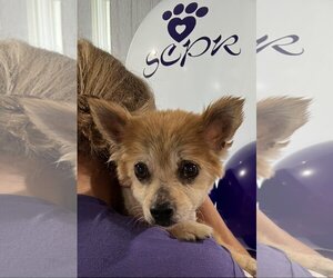 Pomeranian Dogs for adoption in Irvine, CA, USA