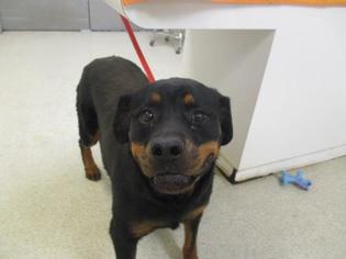 Rottweiler Dogs for adoption in Riverside, CA, USA