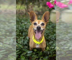 Chihuahua Dogs for adoption in Santa Fe, TX, USA