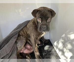 Boxer-Chinese Shar-Pei Mix Dogs for adoption in Pasadena, CA, USA