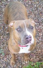 Bullboxer Pit Dogs for adoption in Oro Valley, AZ, USA