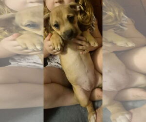 ShiChi Dogs for adoption in The Woodlands, TX, USA