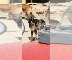 Labrador Retriever-Unknown Mix Dogs for adoption in San Antonio, TX, USA