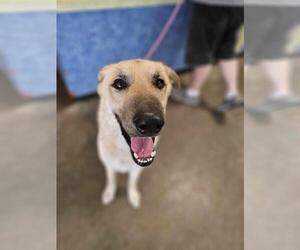 Anatolian Shepherd-Unknown Mix Dogs for adoption in Rockwall, TX, USA