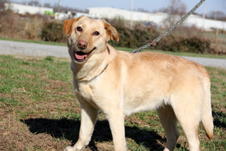 Labrador Retriever Dogs for adoption in Mount Carmel, IL, USA
