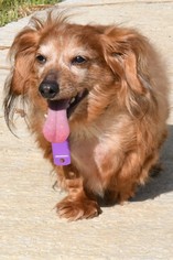 Medium Photo #1 Dachshund Puppy For Sale in Gulfport, MI, USA