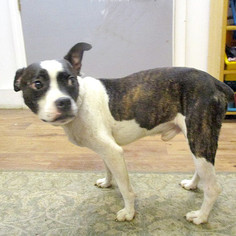 Medium Photo #1 Boston Terrier-Unknown Mix Puppy For Sale in Fayetteville, TN, USA