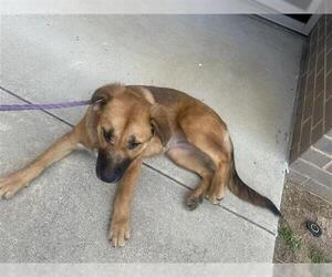 German Shepherd Dog-Unknown Mix Dogs for adoption in Houston, TX, USA