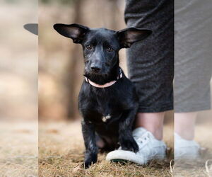 Dachshund-Unknown Mix Dogs for adoption in Plymouth, MN, USA