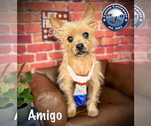 Cairn Terrier Dogs for adoption in Arcadia, FL, USA