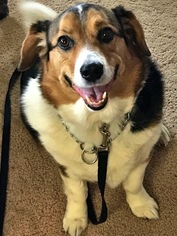 Pembroke Welsh Corgi Dogs for adoption in Minneapolis, MN, USA