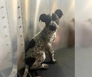 Chihuahua-Unknown Mix Dogs for adoption in San Antonio, TX, USA