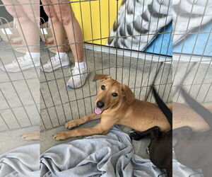 Mutt Dogs for adoption in Jackson Township, NJ, USA