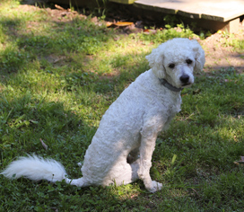 Poodle (Miniature) Dogs for adoption in Nesbit, MS, USA