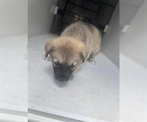 Huskies -Unknown Mix Dogs for adoption in Houston, TX, USA