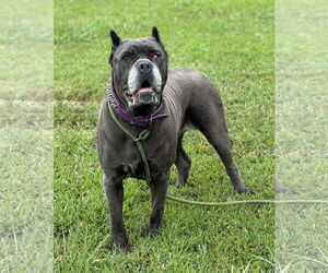 Mutt Dogs for adoption in Virginia Beach, VA, USA