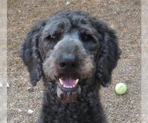 Poodle (Standard) Dogs for adoption in Alton, IL, USA