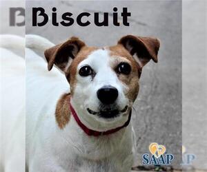 Jack Russell Terrier Dogs for adoption in Newport, KY, USA