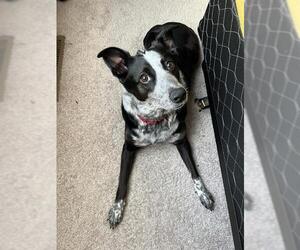 Mutt Dogs for adoption in Center Township, PA, USA