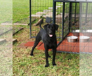 Labrador Retriever-Unknown Mix Dogs for adoption in Oakhurst, NJ, USA