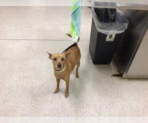 Miniature Pinscher Dogs for adoption in Riverside, CA, USA