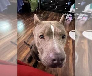 American Staffordshire Terrier-Unknown Mix Dogs for adoption in San Antonio, TX, USA