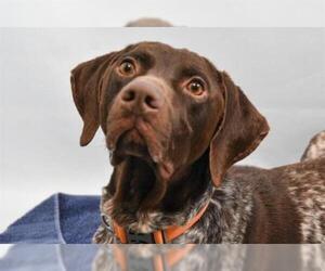 German Shorthaired Pointer Dogs for adoption in Fort Collins, CO, USA