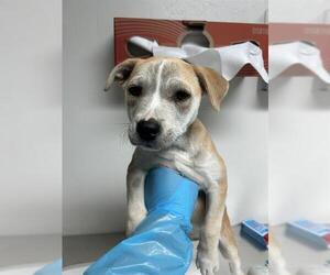 American Pit Bull Terrier-Unknown Mix Dogs for adoption in Bakersfield, CA, USA