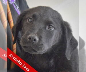 Mutt Dogs for adoption in Huntley, IL, USA