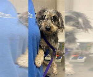 Norfolk Terrier-Unknown Mix Dogs for adoption in Fayetteville, NC, USA