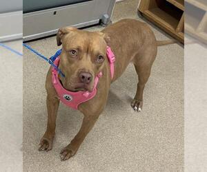 American Staffordshire Terrier-Unknown Mix Dogs for adoption in Grand Prairie, TX, USA