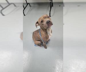 American Pit Bull Terrier-Unknown Mix Dogs for adoption in St. Cloud, FL, USA