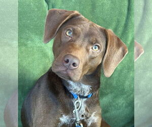 German Shorthaired Lab Dogs for adoption in Wakefield, RI, USA