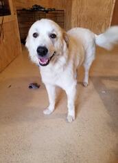 Great Pyrenees Dogs for adoption in Longview, TX, USA