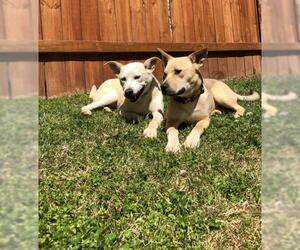 Shepradors Dogs for adoption in Harrison, AR, USA