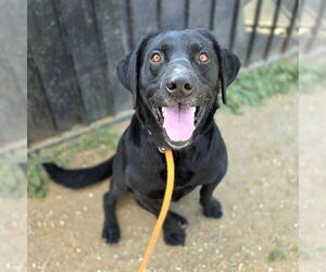 Labrador Retriever Dogs for adoption in Long Beach, CA, USA