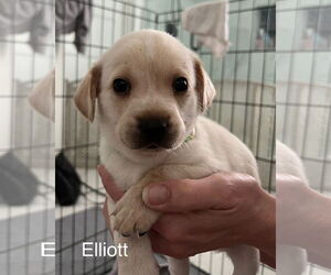Maltese-Unknown Mix Dogs for adoption in Bellevue, WA, USA