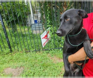 Labrador Retriever-Unknown Mix Dogs for adoption in Houston, TX, USA
